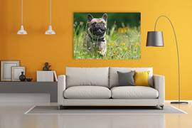 hond op canvas